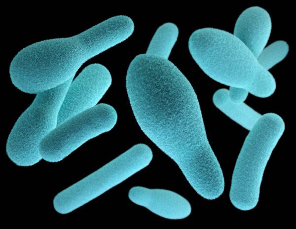 Nitrifying Bacteria