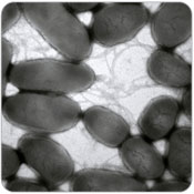 Denitrification Bacteria